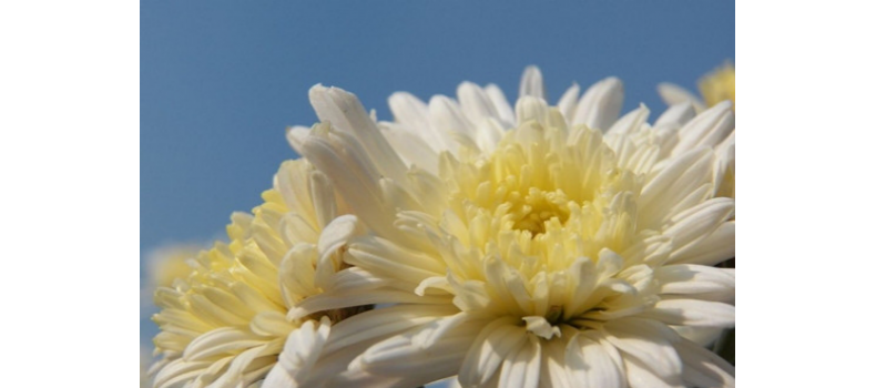 冬季養(yǎng)生-菊花篇