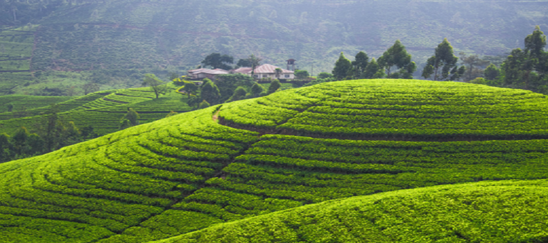 綠洲懷藥三項農(nóng)產(chǎn)品被納入全國名特優(yōu)新農(nóng)產(chǎn)品